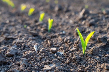 Junger Keimling im Frühling auf einem Feld