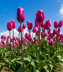 vibrant tulips in variety of colors in Skagit Valley in Washington State during the spring season