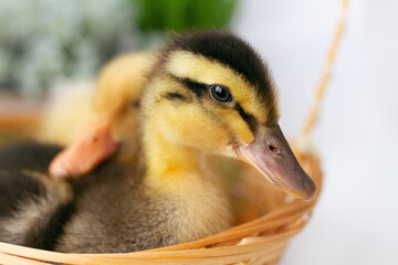small variegated black and yellow duckling in wicker basket, selective focus