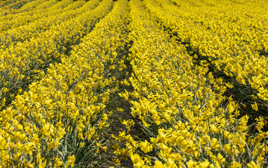 vibrant tulips in variety of colors in Skagit Valley in Washington State during the spring season