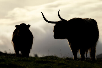 Striking Couple of Highland Cows Captured on the North Coast of Scotland. Sunrise, Sunset in summer, spring