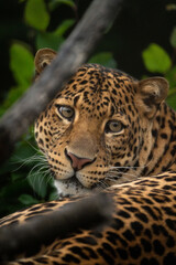 Fototapeta na wymiar Javan leopard laying in the jungle, grass, trees and waiting for spoil. Portrait of a rare Asian leopard. Panthera pardus melas. Morning sun, green background. The dangerous javan predator.