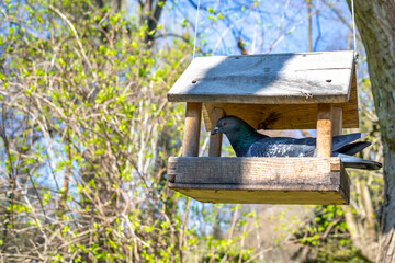 Naklejka premium Bird feeder in the form of a house hanging on a tree. Park sunny summer day. Close-up of a small wooden birdhouse.