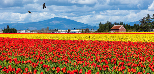 vibrant tulips in variety of colors in Skagit Valley in Washington State during the spring season