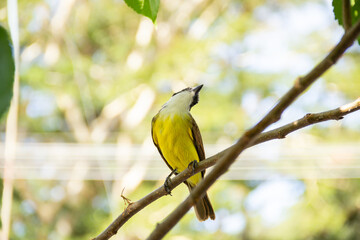 Pitangus sulfuratus. Um pássaro empoleirado em um galho da amoreira.