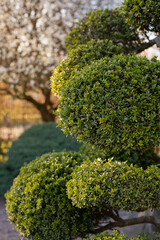 Garden Design Element of Spherically Formed Boxwood Bush. Boxtree Shrub