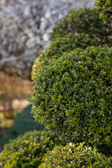 Garden Design Element of Spherically Formed Boxwood Bush. Boxtree Shrub