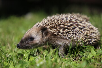 hedgehog in the grass