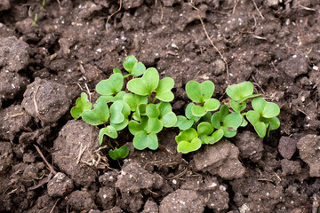 young seedlings of radish on an earthen bed. Growing vegetables in the garden