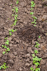 The mole dug a hole in the bed with seedlings of a young radish. Rodent control in the garden