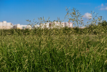 Long grass meadow
