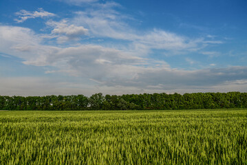Obraz premium Green wheat field