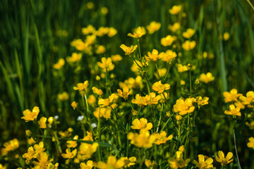 Yellow wildlife flowers