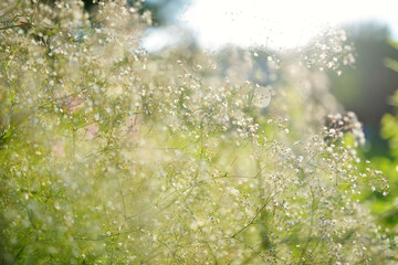 Fototapeta na wymiar Gypsophila elgans plant blossoming in the garden on sunny summer day. Baby's-breath flowers in full bloom on flower bed outdoors.