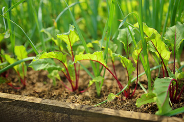 Young beet leaves. Beetroot plants and garlic growing in a row in the garden.