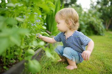 Funny toddler boy having fun outdoors on sunny summer day. Child exploring nature.