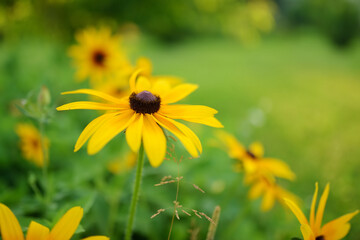 Bright yellow flowers of rudbeckia, commonly known as coneflowers or black eyed susans, in a sunny summer garden. Rudbeckia fulgida or perennial coneflower blossoming outdoors.