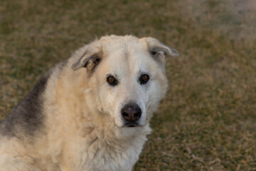  mastin cross dog at dusk looking to the side with a blurred background