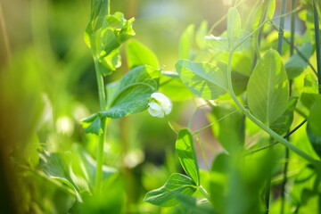 Fototapeta na wymiar White flowers of green pea plant. Pea plant blossoming in the garden on sunny summer day.