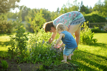 Cute toddler boy helping in the garden on sunny summer day. Child exploring nature.