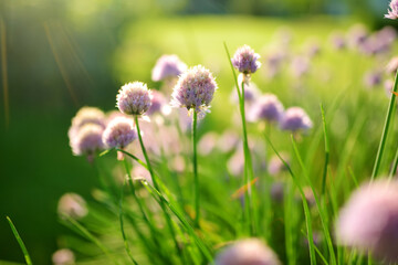Close up of a garlic flowers blossoming in a garden.