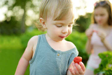 Cute toddler boy eating fresh organic strawberries on sunny summer day.