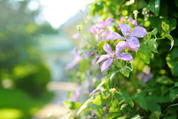 Flowering pink clematis in the garden. Flowers blossoming in summer.