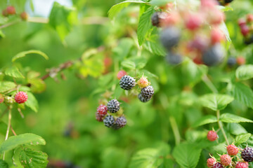 Organic fresh blackberries on a branch and blurred green leaves. Bush with ripening blackberry berries. Many delicious black berry and unripe red berries in the garden.