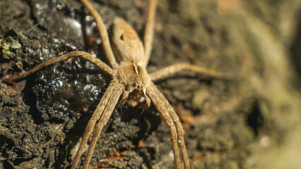 spider on the wall