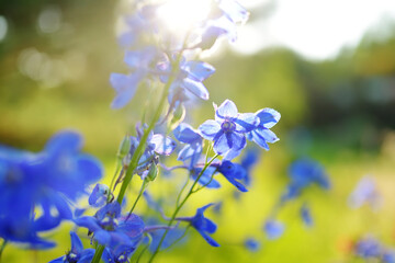 Fototapeta na wymiar Blue delphinium flowers blossoming on flower bed on sunny summer day.