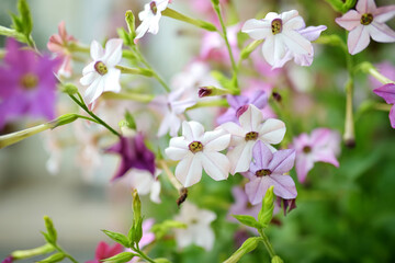 Beautiful white and pink tobacco flowers blossoming on summer day outdoors. Ornamental fragrant tobacco flowers lighted by rays of sun.