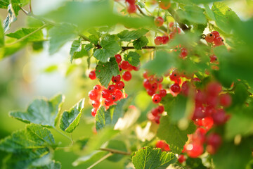 Red currant berries ripening on the branch