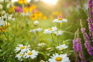 Beautiful chamomile flowers blossoming on sunny summer day. Nature scene with blooming white and yellow daisies.