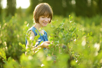 Cute young girl picking fresh berries on organic blueberry farm on warm and sunny summer day. Fresh healthy organic food for kids.