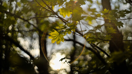 Green maple leaves in the sunlight, vintage lens flares and bokeh