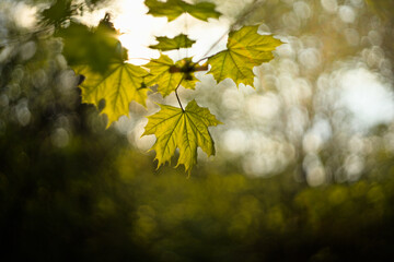 Naklejka na ściany i meble Green maple leaf in the sunlight, vintage lens bokeh