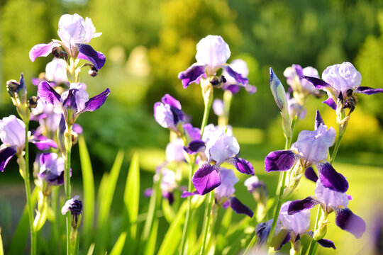 Purple iris flowers blossoming on a flower bed in the park on sunny summer evening.