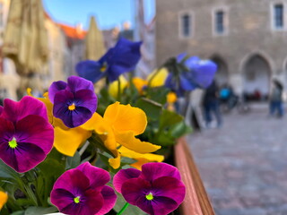  blue pansies  summer flowers on table in street restaurant in Tallinn old town medieval city