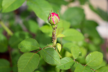 bud of a rose with thrip
