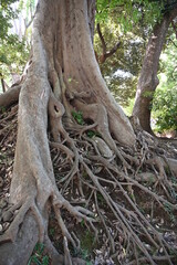 Fototapeta na wymiar 木の根