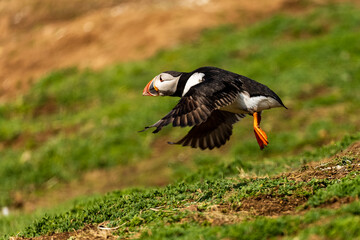 Atlantic Puffin (Fratercula arctica) in flight near its burrow in the breeding season