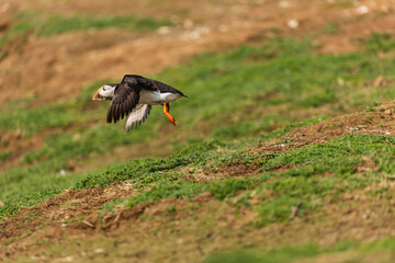 Atlantic Puffin in flight over its burrow on Skomer Island