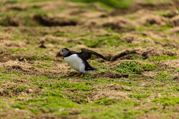 Colorful Atlantic Puffin on the ground near its burrow on a dusty clifftop