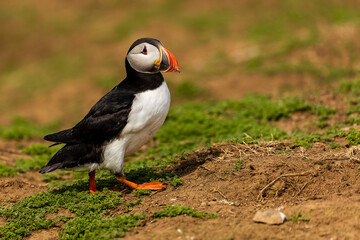 Atlantic Puffin (Fratercula arctica) near the entrance to its burrow on Skomer Island, Wales