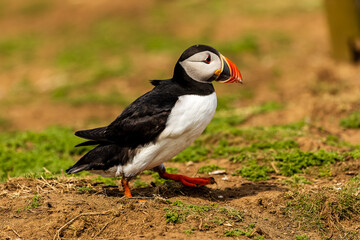 Cute, colorful Puffin (Fratercula arctica) walking across the clifftop nesting area towards its burrow