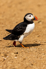 Cute, colorful Puffin (Fratercula arctica) walking across the clifftop nesting area towards its burrow