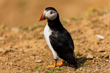Curious Atlantic Puffin (Fratercula arctica) standing near its cliff-top burrow on Skomer