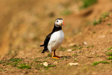 Colorful Atlantic Puffin on the ground near its burrow on a dusty clifftop