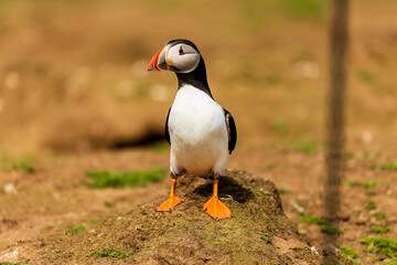 Curious Atlantic Puffin (Fratercula arctica) standing near its cliff-top burrow on Skomer