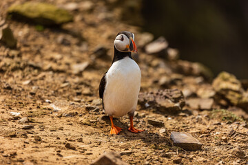 Curious Atlantic Puffin (Fratercula arctica) standing near its cliff-top burrow on Skomer